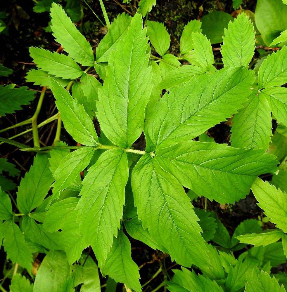 Comarum palustre - (suo)kurjenjalan lehtilavan kärkilehdykän muoto ja koko eivät yleensä poikkea sen alapuolisesta lehdykkäparista. Lehdykät ovat suikeat, soikeat tai vastapuikeat ja päältä vihreät. Ne ovat keskenään aika samankokoiset ehkä alinta lehdykkäparia lukuun ottamatta. Kooltaan ne ovat yleensä noin 3-9 cm pitkät ja leveimmältä kohtaa noin 1-4 cm leveät. EH, Hämeenlinna, Loimalahti, Hirsimäki, Menninkäisentien päästä lähtevän kevyenliikenteenväylän ja metsikössä kulkevan väylän risteyksen kohdalla olevan, pikkulammikon rannat, 4.7.2020. Copyright Hannu Kämäräinen.