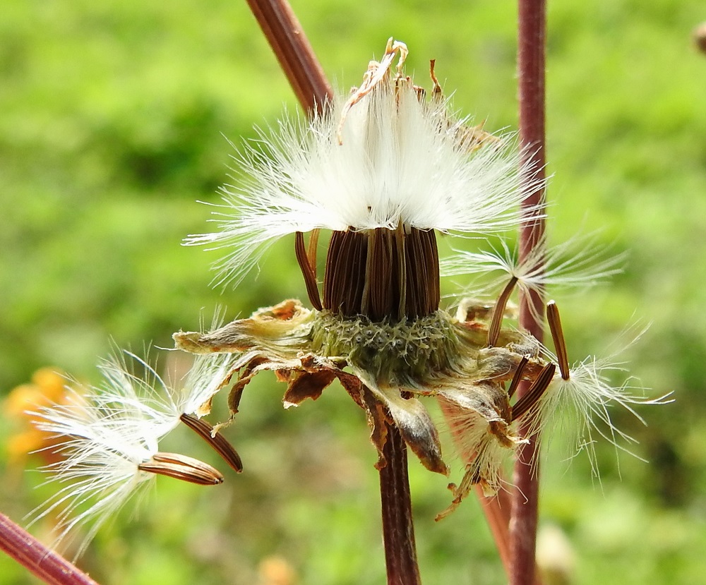 Crepis biennis - piennarkelton pähkylä on liereä, (10-)13-20-harjuinen, kellertävä tai vaaleahkonruskea ja kalju. Se on tavallisesti noin 4-7,5 mm pitkä ja noin 0,5-1 mm leveä. Sen kärjessä on valkoinen, varreton ja hapsihaiveninen pappus eli verhiön muutunnainen, joka auttaa pähkylöitä leviämään tuulen mukana. Pappus on noin 7-8 mm pitkä, helposti irtoava ja hajoava. 8.7.2024. Copyright Hannu Kämäräinen.