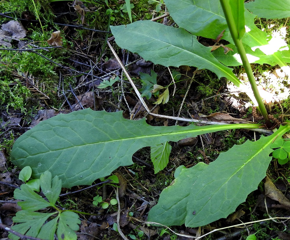 Crepis paludosa - suokelton aluslehtien ruoti on useimmiten noin 5-12 cm pitkä, yläpäästään nirha- tai hammaslaitaisesti siipipalteinen ja asteittain lehtilavaksi levenevä niin, että tarkkaa rajaa on vaikea osoittaa. Lehtilapa on vastapuikea, suippo tai tylppäkärkinen ja nirhalaitainen sekä erityisesti tyviosastaan isohampainen. Se on tavallisesti noin 7-20 cm pitkä ja leveimmältä kohtaa noin 3-7 cm leveä. 27.6.2024. Copyright Hannu Kämäräinen.