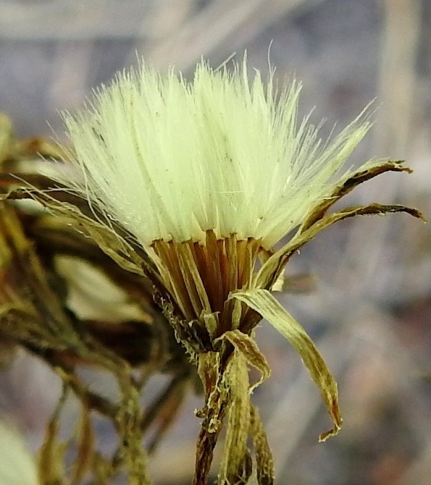 Crepis praemorsa - vanakelton pähkylät ovat liereät, 20-harjuiset, vaaleanruskeat ja kaljut. Ne ovat tavallisesti noin 3-4,5 mm pitkät ja noin 0,5-0,7 mm leveät. Niiden kärjessä on valkoinen, varreton ja hapsihaiveninen pappus eli verhiön muutunnainen, joka auttaa pähkylöitä leviämään tuulen mukana. Pappus on noin 6-7 mm pitkä, helposti irtoava ja hajoava. 10.7.2024. Copyright Hannu Kämäräinen.