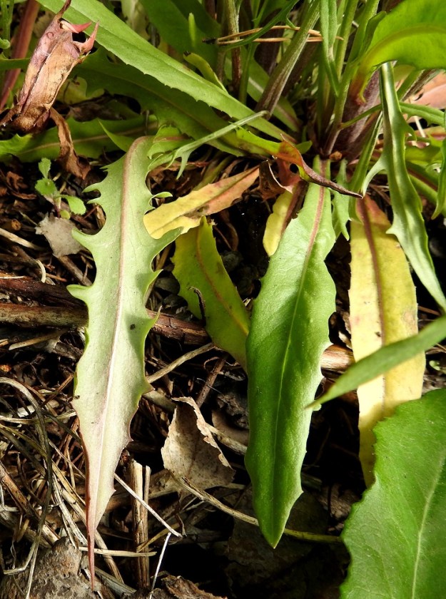 Crepis tectorum subsp. tectorum - kallioketokelton ruusuke- ja tyvilehdet ovat lähes tai aivan maanmyötäiset, ruodilliset, suikeahkot tai kapean vastapuikeat ja vaihtelevasti pariliuskaiset, hampaiset tai nirhalaitaiset. Ruoti on yleensä noin 1-5 cm pitkä, nirha- tai hammaslaitaisesti siipipalteinen ja asteittain lehtilavaksi levenevä niin, että tarkkaa rajaa on vaikea osoittaa. Lapa on päältä vihreä, alta vaaleampi ja keskisuonen tyviosasta tai toisinaan laajemminkin punertava sekä kaljuhko. Se on tavallisesti noin 3-15 cm pitkä ja leveimmältä kohtaa liuskoineen noin 1-4 cm leveä. EH, Iitti, Kausala, Myllytöyry, Kymentien (tie 12) varsi tankkausaseman kohdalla, 1.7.2017. Copyright Hannu Kämäräinen.