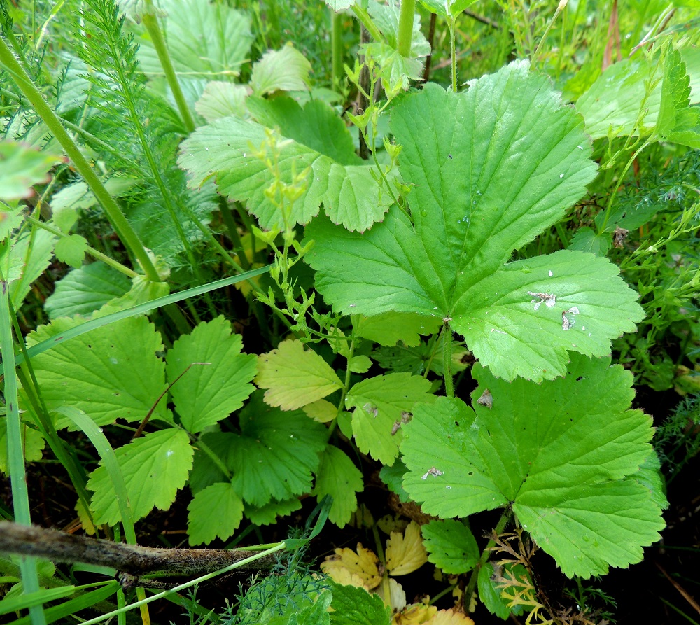 Geum aleppicum - idänkellukan ruusukelehdet ovat ruodilliset ja päätöpariset. Lehtiruoti on yleensä noin 5-20 cm pitkä ja lehtilapa noin 10-20 cm pitkä. Lavan kärkilehdykkä on huomattavasti sivulehdyköitä kookkaampi. Sivulehdyköitä on useimmiten kahdesta viiteen paria, ja ne pienenevät lehtiruotia kohti. Ne ovat ruodittomat tai ruoti on enintään noin 3 mm pitkä. Lehdyköiden muoto vaihtelee suuresti. Kärkilehdykkä on yleensä sormihalkoisesti tai matalammin kolmiliuskainen ja leveän kiila-, suora- tai matalan herttatyvinen. Se on tavallisesti noin 5-12 cm pitkä ja suunnilleen pituutensa levyinen. Sivulehdykät ovat lähinnä pyöreänpuikeat tai vastapuikeat, kiilatyviset ja liuskattomat tai liuskaiset sekä usein myös epäsymmetriset. 9.7.2015. Copyright Hannu Kämäräinen.