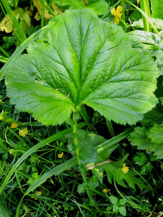 Geum macrophyllum - japaninkellukan ruusukelehtiä hallitsee niiden suhteessa muihin lehdyköihin suunnaton kärkilehdykkä, joka on herttamainen tai munuaismainen. Sen laita on lähes tai aivan liuskaton tai matalan pyöreästi noin 3-5-liuskainen sekä epäsäännöllisesti ja erikokoisesti hampainen. Sivulehdyköitä on useimmiten kolmesta kuuteen paria, ja ne pienenevät lehtiruotia kohti. Niiden välissä on usein myös pieniä välilehdyköitä. Sivulehdykät ovat lähinnä soikeahkot tai puikeahkot ja yleensä noin 0,5-5 cm pitkät. 7.7.2023. Copyright Hannu Kämäräinen.