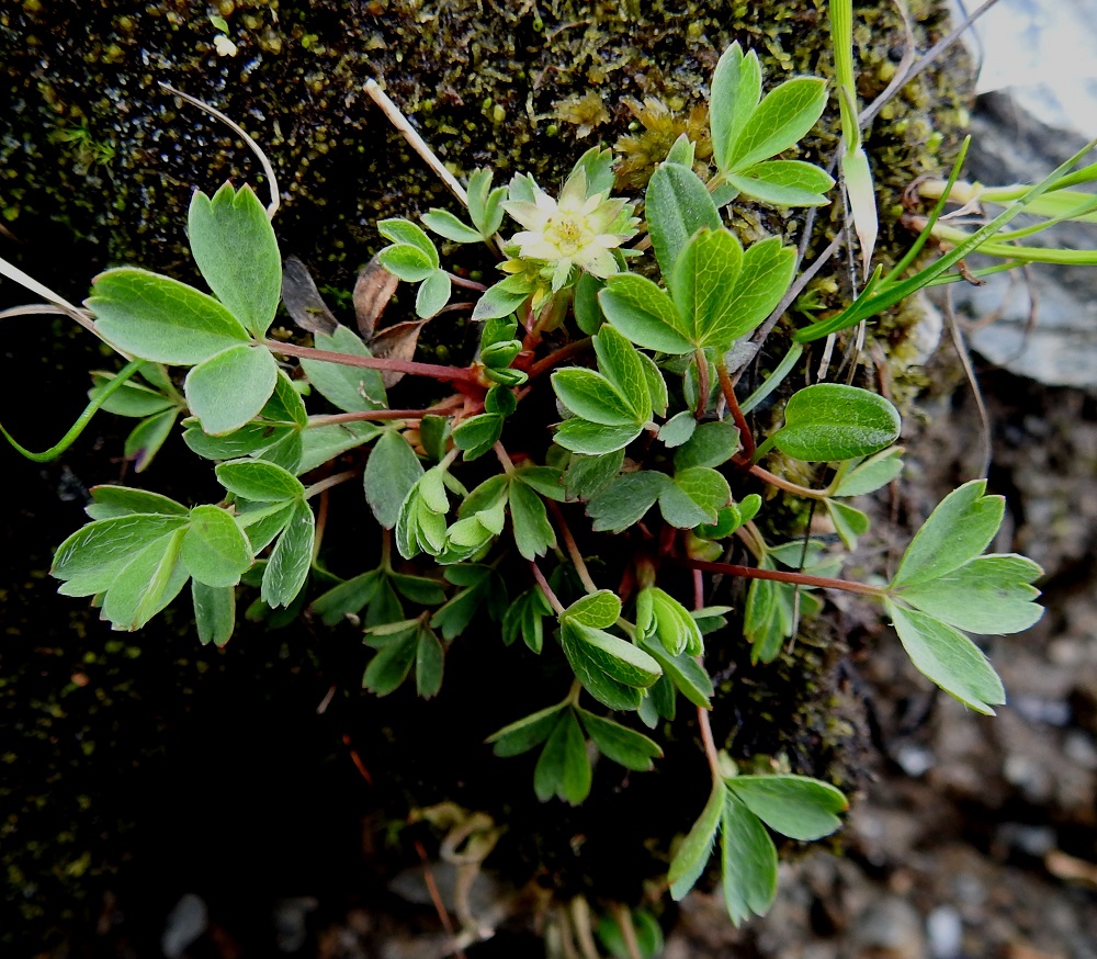 Sibbaldia procumbens - tunturinärvänän ruusukelehtien ruoti on yleensä noin 1-6 cm pitkä ja vihreäsävyinen tai punertava. Lehtilapa on kolmilehdykkäinen, yleensä noin 1-2,5 cm pitkä ja noin 1,5-4 cm leveä. Lehdet ovat usein kukkavarsia pitempiä. EnL, Enontekiö, Kilpisjärvi, Saanan pitkä ja loivahko luoteisrinne, keskiosa, rinteen poikki kulkeva, matalahko, tihkuvetinen kallioseinämä, 720 m mpy, 18.7.2023. Copyright Hannu Kämäräinen.