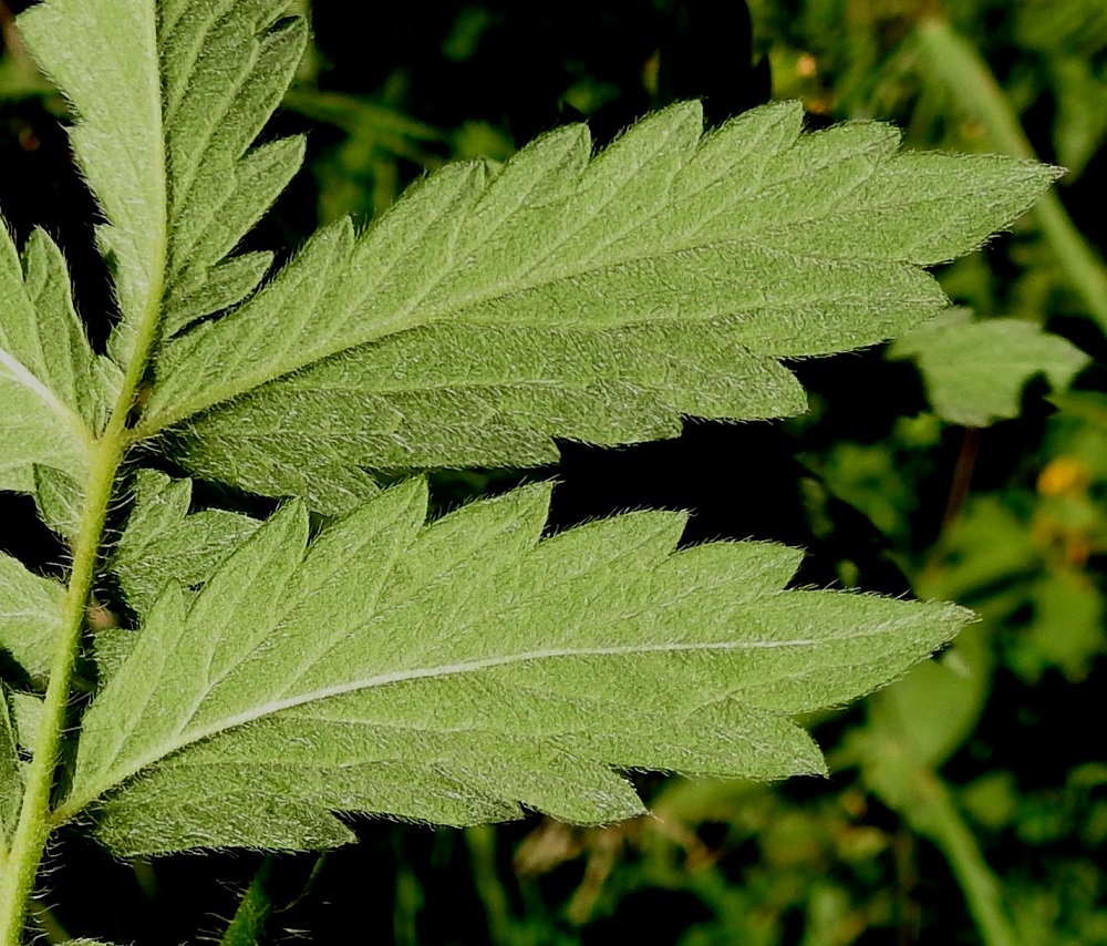 Agrimonia eupatoria - maarianverijuuren lehdyköiden lähikuvassa näkyy, kuinka ne ovat alapinnaltaan hyvin tiheästi harmaakarvaiset. 10.7.2022. Copyright Hannu Kämäräinen.