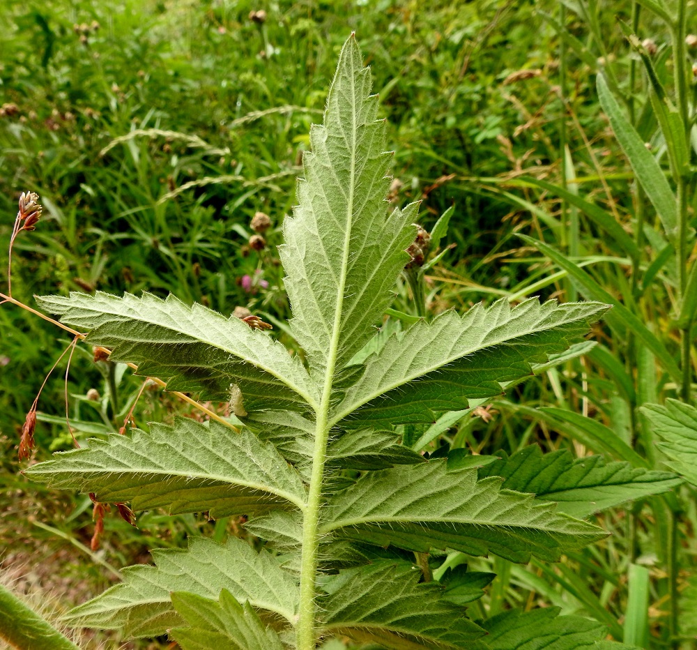 Agrimonia procera - tuoksuverijuuren lehtiruoti ja -ranka ovat varren tavoin siirottavakarvaiset. Lehdykät ovat alta erityisesti suonistaan hapsikarvaiset. 12.7.2017. Copyright Hannu Kämäräinen.