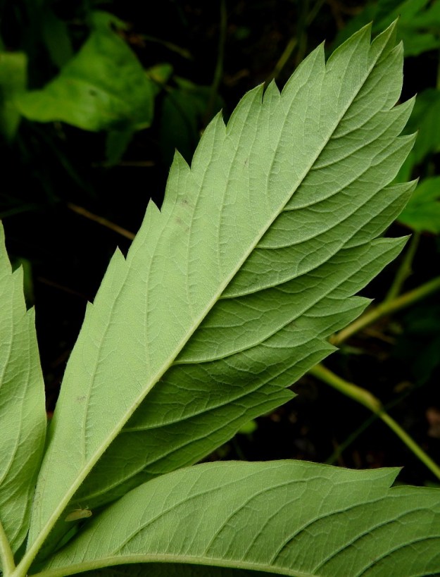 Comarum palustre - (suo)kurjenjalan lehtilavan lehdykät ovat otakärkisen isohampaiset, alta vaaleanvihreät tai vaaleanharmahtavat ja molemmin puolin vaihtelevasti karvaiset. Runsainta karvoitus on lehdyköiden reunaosissa ja laidassa sekä alapuolen keskisuonessa. EH, Hämeenlinna, Loimalahti, Hirsimäki, Menninkäisentien päästä lähtevän kevyenliikenteenväylän ja metsikössä kulkevan väylän risteyksen kohdalla olevan, pikkulammikon rannat, 4.7.2020. Copyright Hannu Kämäräinen.