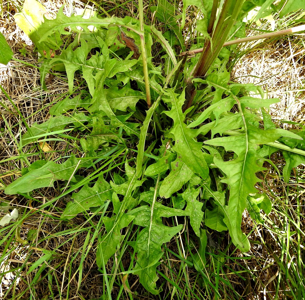 Crepis biennis - piennarkelton kukkavarsien tyvilehdet ovat ruodilliset, vastapuikeat ja vaihtelevasti pariliuskaiset. Ruoti on yleensä noin 3-5 cm pitkä, yläpäästään nirha- tai hammaslaitaisesti siipipalteinen ja asteittain lehtilavaksi levenevä. Lapa on tavallisesti noin 10-25 cm pitkä ja leveimmältä kohtaa liuskoineen noin 2-8 cm leveä. 8.7.2024. Copyright Hannu Kämäräinen.