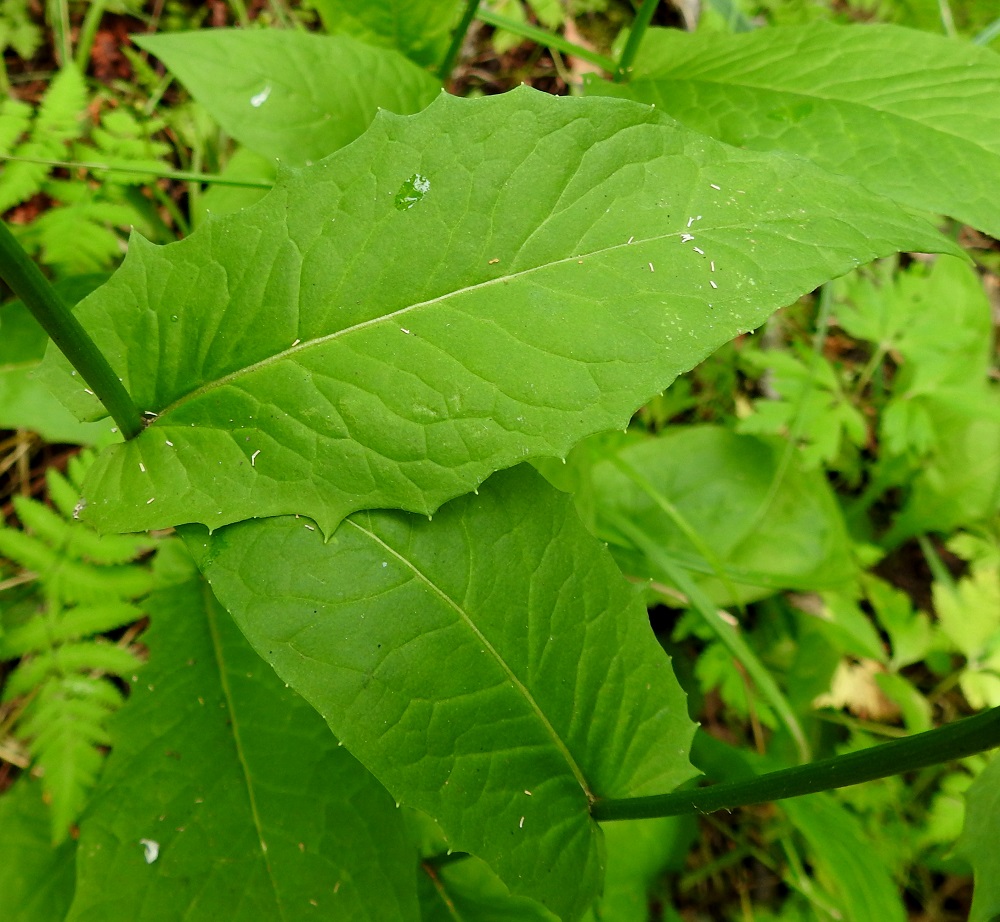 Crepis paludosa - suokelton varsilehdet ovat alimpia lukuun ottamatta ruodittomat, vastapuikeat, puikeat, kapeanpuikeat ja ylimpänä suikeanpuikeat sekä teräväksi kärjeksi suippenevat. Niiden tyviliuskat sepivät varren sivuille. Kooltaan ne ovat yleensä noin 6-20 cm pitkät ja leveimmältä kohtaa noin 1,5-6 cm leveät. 3.7.2024. Copyright Hannu Kämäräinen.