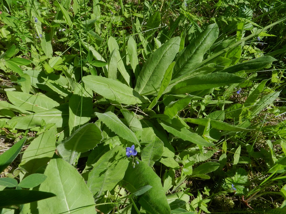 Crepis praemorsa - vanakeltto leviää paikallisesti tehokkaimmin kasvullisesti. Suikertavasta juuristosta nousevat ruusukelehdet voivat muodostaa tiheitä kasvustolaikkuja, joissa kukkavarsia on kuitenkin lehtimäärään nähden vähän. 21.6.2012. Copyright Hannu Kämäräinen.
