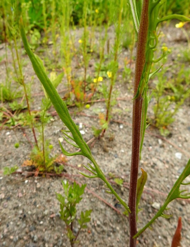 Crepis tectorum subsp. tectorum - kallioketokelton varsilehdet ovat alimpia lukuun ottamatta ruodittomat, lähinnä suikeat, kapeansuikeat tai nauhamaisen tasasoukat ja laidoiltaan alaskiertyneet sekä liuskaiset, hampaiset, nirhaiset tai ehyet. Ylempänä varrella ne ovat myös nuolityviset. Ruodittomat varsilehdet ovat yleensä noin 3-15 cm pitkät ja ilman sivuliuskoja noin 0,2-1 cm leveät. Varsi on vihreä tai punaruskea, tylppäsärmäinen ja kaljuhko tai vaihtelevasti lyhytkarvainen. EH, Iitti, itälaita aivan Kouvolan rajan tuntumassa, Tillola, Miehonkangas, Anhavaistentien varressa oleva sorakenttäalue, 1.7.2017. Copyright Hannu Kämäräinen.
