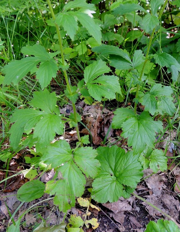 Geum aleppicum - idänkellukan ruusukelehdet usein lakastuvat jo kukintavaiheen kuluessa. Varsilehdet ovat kierteisesti. Ne ovat ruodilliset ja korvakkeelliset. U, Kerava, Heikkilä, Heikkilänmäki, kotiseutumuseolle johtavan Museopolun laita, 25.7.2015. Copyright Hannu Kämäräinen.