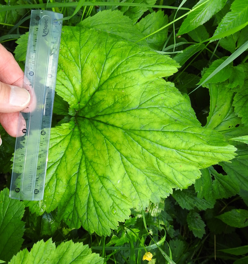 Geum macrophyllum - japaninkellukan ruusukelehtien kärkilehdykkä on tavallisesti noin 10-20 cm pitkä ja suunnilleen pituutensa levyinen tai hieman leveämpi. 24.6.2024. Copyright Hannu Kämäräinen.