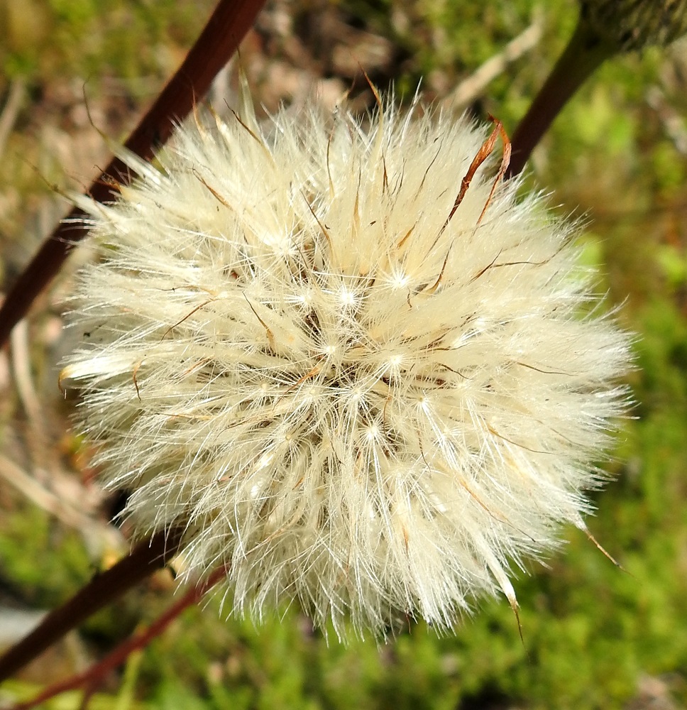 Hypochaeris maculata - harjuhäränsilmän pähkylän kärjessä on valkoinen ja sulkahaiveninen pappus eli verhiön muutunnainen, joka auttaa pähkylöitä leviämään tuulen mukana. Pappushaivenet ovat noin 9-11 mm pitkiä. Kuvassa vain hieman haiventen läpi pilkistävät pähkylät ovat liereähköt, ja niissä on kapeampi ja pitkä nokkaosa. Pähkylän kokonaispituus on tavallisesti noin 10-15 mm ja siemenosan leveys noin 1 mm. Pähkyläpallossa näkyy myös joukko kukkien kalvomaisia tukisuomuja. Ne ovat hyvin kapeita ja noin 15-18 mm pitkiä. V, Salo, Suomusjärvi, Arpalahti - Lemula, Ruonakorventien pohjoispuolella oleva Laukkallio, luonnonsuojelualue, 3.7.2021. Copyright Hannu Kämäräinen.