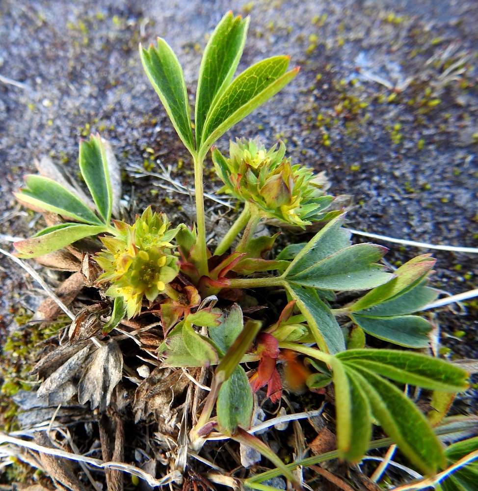 Sibbaldia procumbens - tunturinärvänän ruusukelehtien maarajassa olevat korvakkeet ovat suurimman osan pituudestaan yhdiskasvuiset ruodin kanssa. Vapaa yläosa on puikea tai kolmiomainen ja teräväksi kärjeksi suippeneva. Korvakkeet ovat kapeahkot, ehytlaitaiset, vaihtelevasti karvaiset ja noin 0,5-2 cm pitkät. EnL, Enontekiö, Kilpisjärvi, Korkea-Jehkasin eteläinen alarinne, Skirhasgaska, saksalaisten sota-aikana venäläisvangeilla rakennuttama, tunturille nouseva tieura, 675 m mpy, 10.7.2018. Copyright Hannu Kämäräinen.