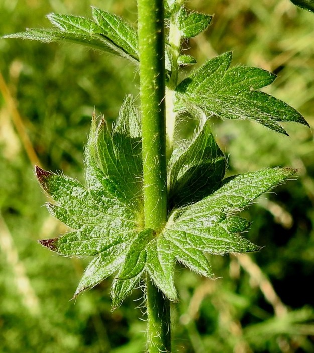 Agrimonia eupatoria - maarianverijuuren varsilehtien ruoti on noin 0,5-3 cm pitkä. Korvakkeet ovat malliltaan lähinnä puolipyöreät, iso- ja pitkähampaiset, lehdyköiden tavoin karvaiset sekä yleensä noin 1-2 cm pitkät ja suunnilleen pituutensa levyiset. 10.7.2022. Copyright Hannu Kämäräinen.