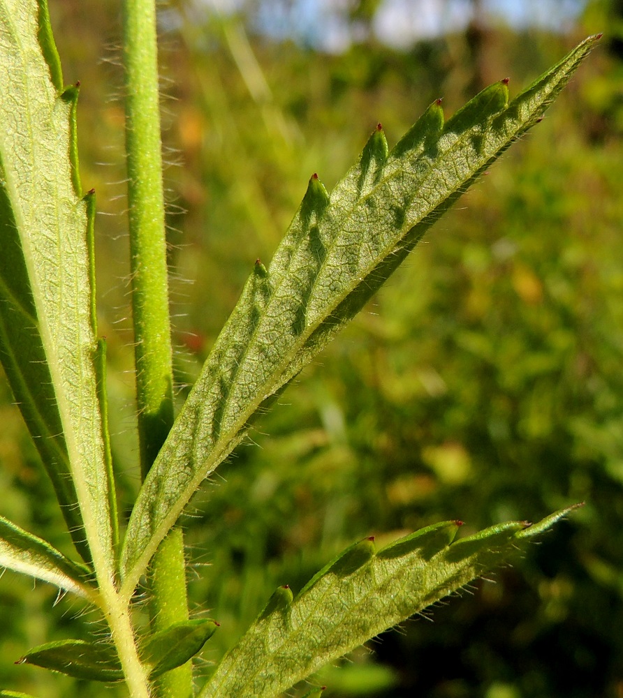 Agrimonia pilosa - idänverijuuren lehdykät ovat altakin vihreät ja lähinnä vain suonistaan hapsikarvaiset. 9.8.2015. Copyright Hannu Kämäräinen.