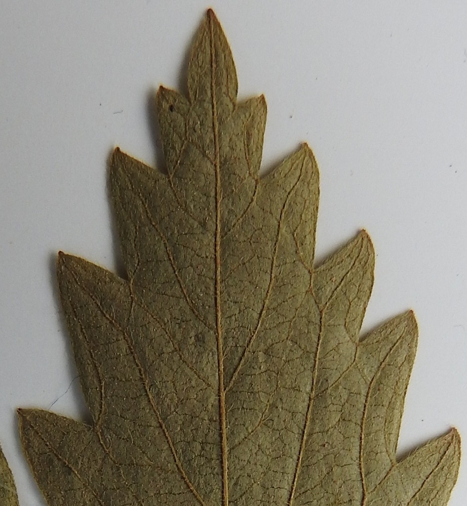 Agrimonia procera - tuoksuverijuuren lehdykät ovat alta suonia lukuun ottamatta yleensä vähäkarvaiset, vaikka karvoituksessa esiintyy vaihteluakin. Maarianverijuurella, A. eupatoria, lehtien alapinta on hyvin tiheästi harmaakarvainen. Tuoksuverijuuren lehdyköiden alapinnalla on myös lyhyitä, keltaisia nystykarvoja, jotka näkyvät kuvassa paremmin lehdykän vasemmassa puoliskossa. Kuivatussa lehdessä ne näyttävät vaaleilta pisteiltä. 26.7.1995. Kuva näytteestä, joka on samalta kasvupaikalta kuin kuvasarjan muutkin kuvat. Copyright Hannu Kämäräinen.