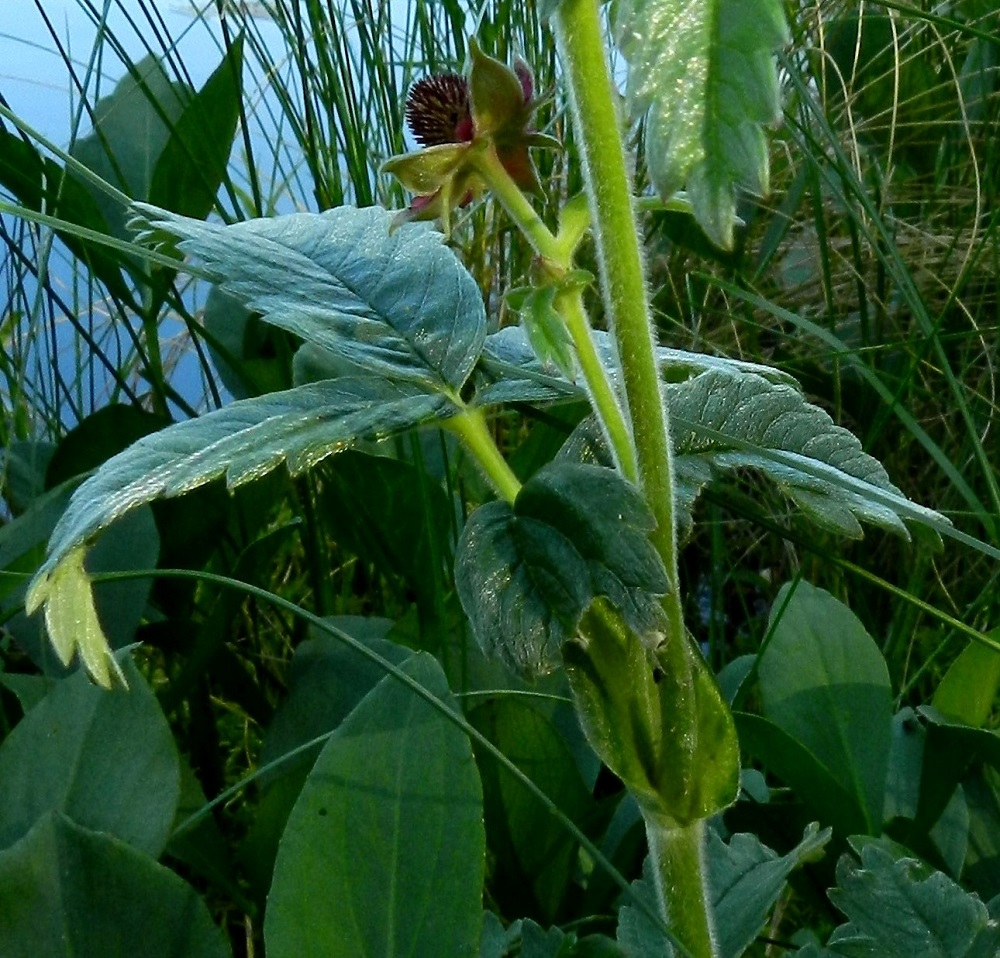 Comarum palustre - (suo)kurjenjalan varren ylemmät lehdet ovat korvakkeellisia, ja niiden ruoti on useimmiten noin 0,5-6 cm pitkä. Korvakkeet ovat suippokärkisen puikeahkot, ehytlaitaiset, noin 1-3 cm pitkät ja noin 0,5-1 cm leveät. EH, Hämeenlinna, Pullerinmäki, Viisari, Kahtoilammen rantaneva Ahvenistonharjun juurella, 2.7.2011. Copyright Hannu Kämäräinen.