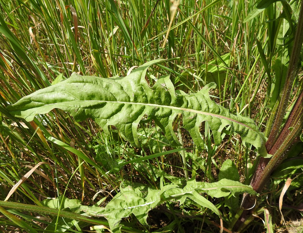 Crepis biennis - piennarkelton alimmat varsilehdet ovat tyvilehtien kaltaiset. Muut lehdet ovat ruodittomat ja alempana myös tyviliuskoiltaan varren sivuille sepivät. Ne ovat vastapuikeat, kapean vastapuikeat ja ylimpänä suikeanpuikeat. Lehtilavan kärkiosa on enemmän tai vähemmän kolmiomainen, ja liuskat ovat tyypillisimmin alaspäin kaareutuneet ja ehyt-, nirha- tai hammasreunaiset. Varsilehdet ovat ylimpiä lukuun ottamatta yleensä noin 5-25 cm pitkät ja leveimmältä kohtaa noin 1-7 cm leveät. Varret ovat tanakat, vihreä- tai punasävyiset ja tylppäsärmäiset. 8.7.2024. Copyright Hannu Kämäräinen.
