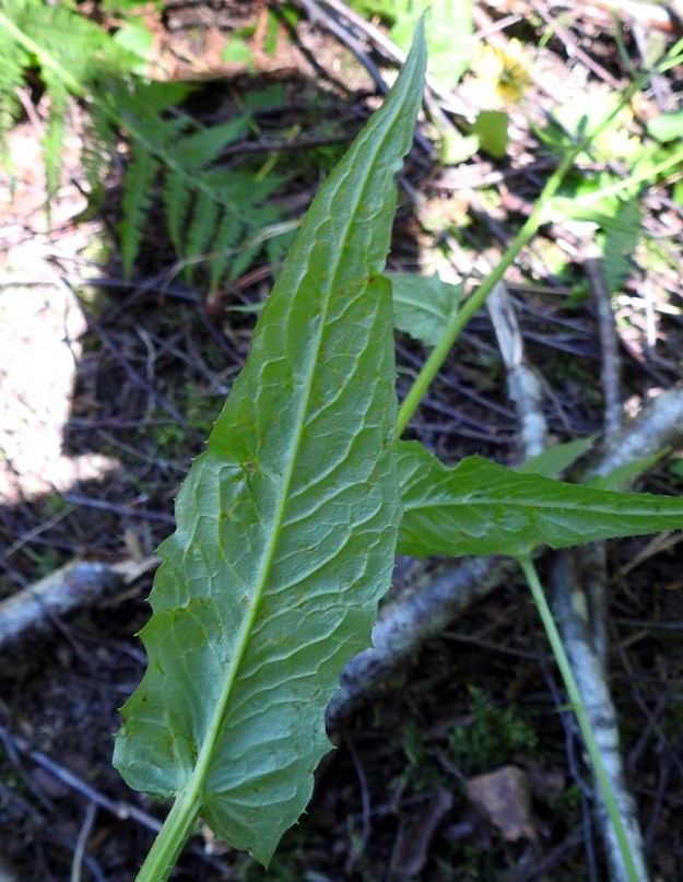 Crepis paludosa - suokelton alemmat ruodittomat lehdet ovat usein lähes koko mitaltaan otakärkisen iso- ja terävähampaiset. Ylempänä hampaita on vain tyviosassa ja muuten laita on nirhainen tai ehyt. Ylimmät, suikeahkot lehdet ovat lähes tai aivan ehytlaitaiset. Lehdet ovat molemmin puolin kaljut ja alapuoleltaan vihreät tai sinertävänvihreät. 27.6.2024. Copyright Hannu Kämäräinen.
