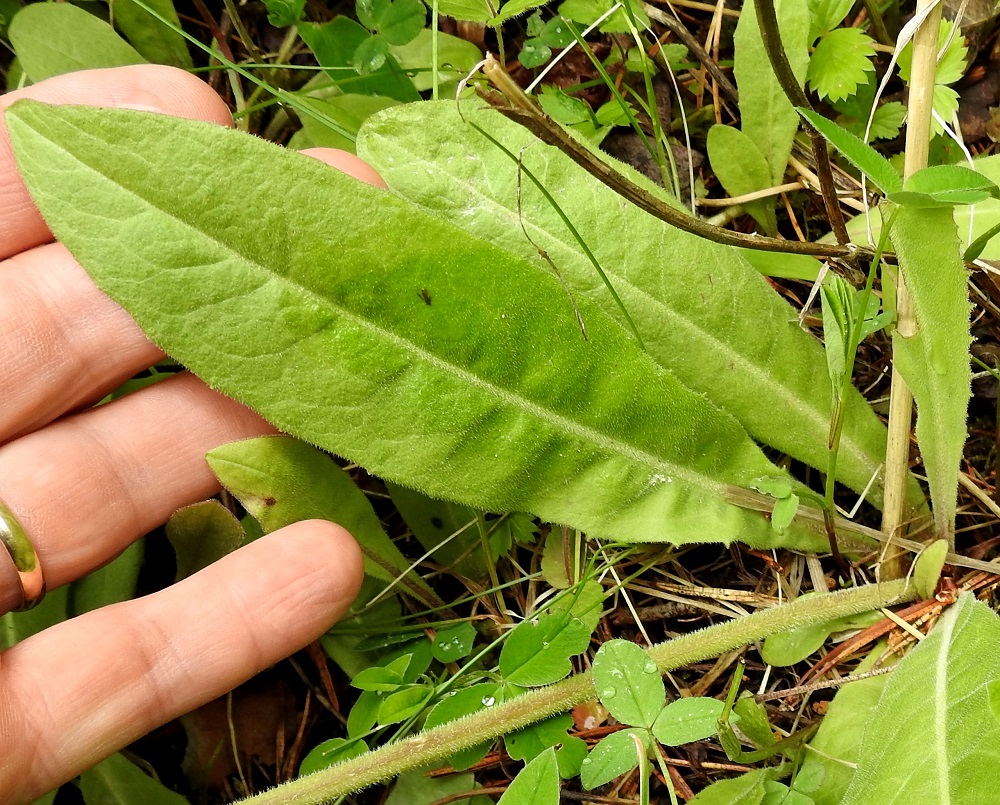 Crepis praemorsa - vanakelton ruusukelehdet ovat lyhytruotiset. Ruoti on useimmiten noin 1-3 cm pitkä, siipipalteinen ja asteittain lehtilavaksi levenevä niin, että tarkkaa rajaa on vaikea osoittaa. Lehtilapa on kapean vastapuikea tai kapean soikeahko, tylppä- tai terävähkökärkinen ja helakan- tai kellanvihreä. Se on tavallisesti noin 5-15 cm pitkä ja leveimmältä kohtaa noin 1,5-5 cm leveä. 25.6.2017. Copyright Hannu Kämäräinen.
