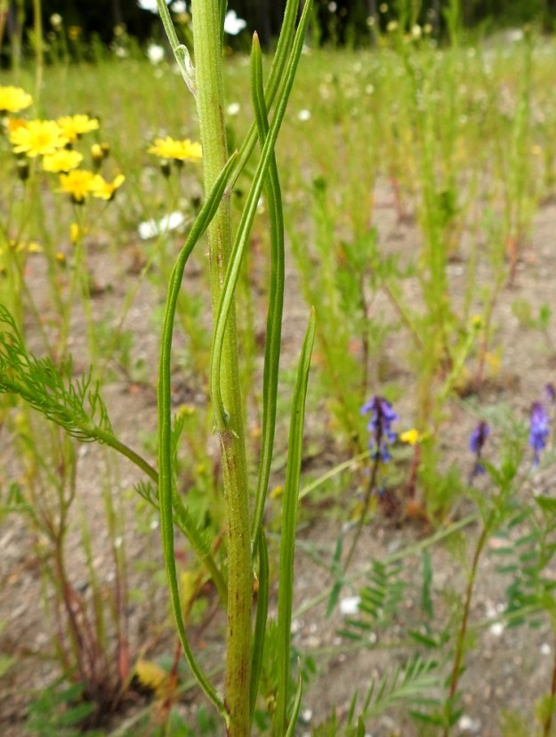 Crepis tectorum subsp. tectorum - kallioketokelton varsilehdet ovat sitä kapeammat ja ehytlaitaisemmat mitä ylempänä varrella ne sijaitsevat. Suomessa tavataan harvinaisena tulokkaana hyvin samannäköistä hoikkakelttoa, C. capillaris. Yksi maastossa havaittava ero löytyy varsilehdistä, jotka hoikkakeltolla eivät ole reunoiltaan alaspäin kiertyneet. EH, Iitti, itälaita aivan Kouvolan rajan tuntumassa, Tillola, Miehonkangas, Anhavaistentien varressa oleva sorakenttäalue, 1.7.2017. Copyright Hannu Kämäräinen.