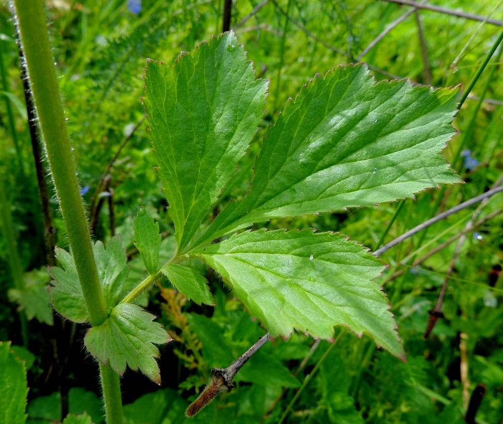 Geum aleppicum - idänkellukan varsilehtien korvakkeet ovat lähinnä pyöreähkön puikeat, lehdykkämäiset, matalaliuskaiset ja hampaiset. Ne ovat useimmiten noin 0,5-2 cm pitkät ja leveimmältä kohtaa noin 0,5-1,5 cm leveät. Ruoti on yleensä noin 1-5 cm pitkä. Lapa lehdyköineen on tavallisesti noin 4-8 cm pitkä. Varsilehdissä on kärkilehdykän lisäksi yksi iso lehdykkäpari ja varsinkin alemmissa lehdissä lisäksi toinen pieni lehdykkäpari. Kaikki lehdet ovat päältä myötäkarvaiset (ei näy kuvassa) ja laidoistaan tiheäkarvaiset. 9.7.2015. Copyright Hannu Kämäräinen.