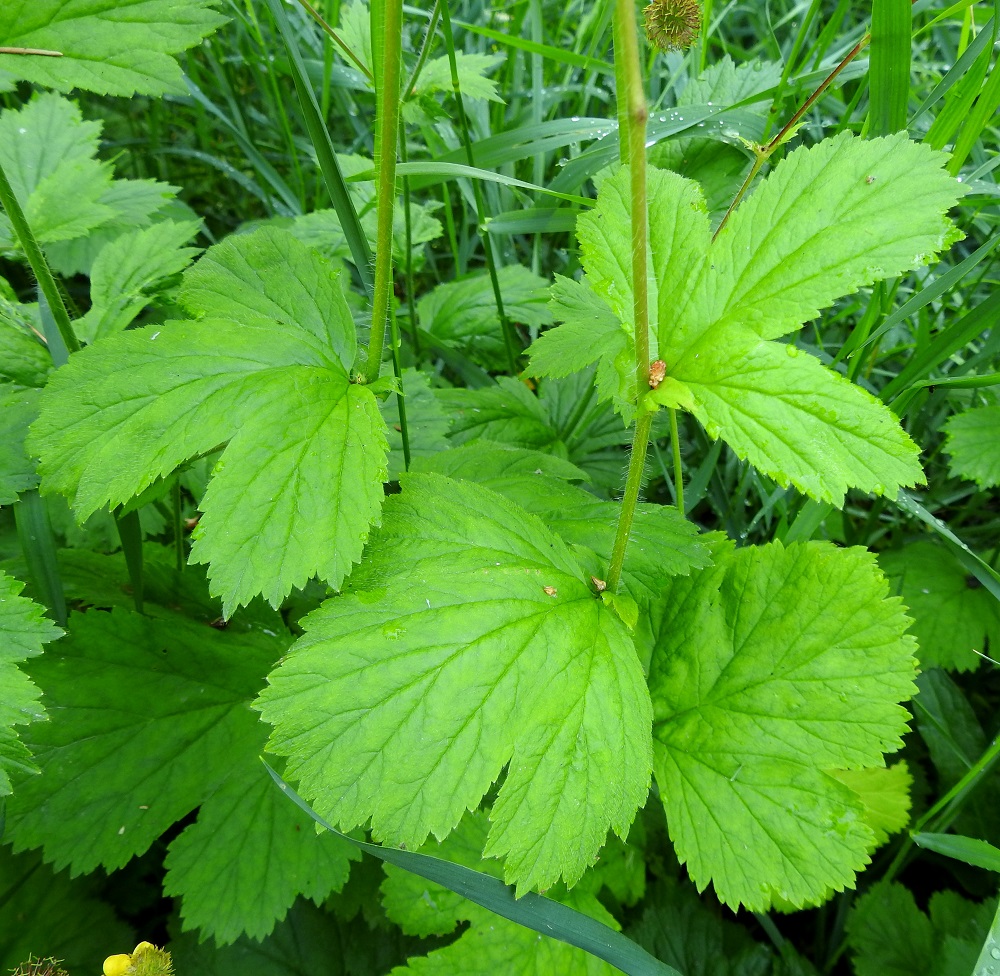 Geum macrophyllum - japaninkellukan varsilehdet ovat kierteisesti. Ne ovat lähes ruodittomat tai lyhytruotiset, korvakkeelliset ja malliltaan lähinnä puolipyöreähköt tai viuhkamaiset mutta syvemmin tai matalammin leveän liuskaiset. Liuskoja on yleensä kolmesta viiteen. Lehden tyvi on hyvin leveän kiilamainen (seuraava kuva) tai suora. Varsilehdet ovat tavallisesti noin 4-8 cm pitkät ja leveimmältä kohtaa noin 6-10 cm leveät. 7.7.2023. Copyright Hannu Kämäräinen.