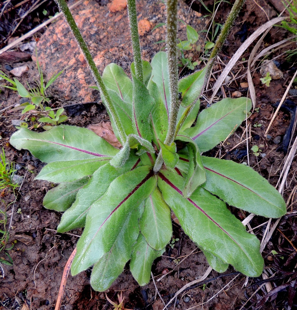 Hypochoeris maculata - (harju)häränsilmän tyvellä on lähes ruoditon lehtiruusuke, joka on jokseenkin maanmyötäinen. Lehtilapa on soikean tai vastapuikean kielimäinen, ehyt, pyöreä- tai tylppäkärkinen ja laidoiltaan hyvin pienihampainen, nirhainen tai mutkainen. Keskisuoni on yleensä punertava, ja loppukesästä lavassa voi olla punaruskeita täpliä. Varret ovat tanakat ja vaalean karheakarvaiset. EH, Pälkäne, Salmentaka, Salmentaantien (tie 14008) laita Perkiön ja Niittymäen tilojen välillä, 24.6.2015. Copyright Hannu Kämäräinen.