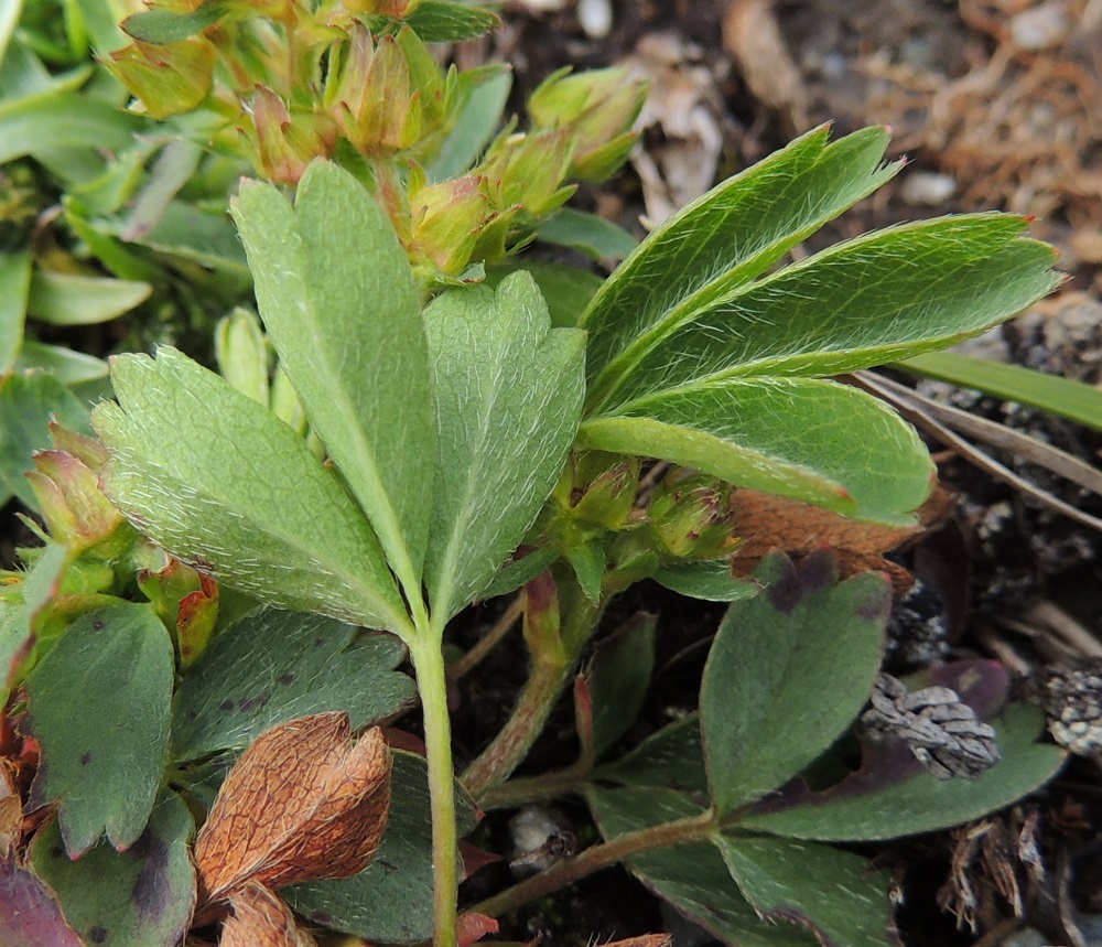 Sibbaldia procumbens - tunturinärvänän ruusukelehtien keskimmäisen lehdykän ruoti on enimmillään noin 2 mm pitkä, ja muut lehdykät ovat lähes tai aivan ruodittomat. Lehdykät ovat kapean vastakolmiomaiset tai vastapuikeat, kiilatyviset ja lähes tasakärkiset. Ne ovat muuten ehytlaitaiset, mutta kärki on useimmiten kolmihampainen. Lehdykät ovat päältä vihreät, alta harmaanvihreät ja molemmin puolin pitkän myötäkarvaiset sekä tavallisesti noin 1-2 cm pitkät ja leveimmältä kohtaa noin 0,5-1 cm leveät. Myös lehtiruoti on myötäkarvainen. EnL, Enontekiö, Kilpisjärvi, Saana, Saanan lakialuepaljakka, 1 015 m mpy, 17.7.2013. Copyright Hannu Kämäräinen.