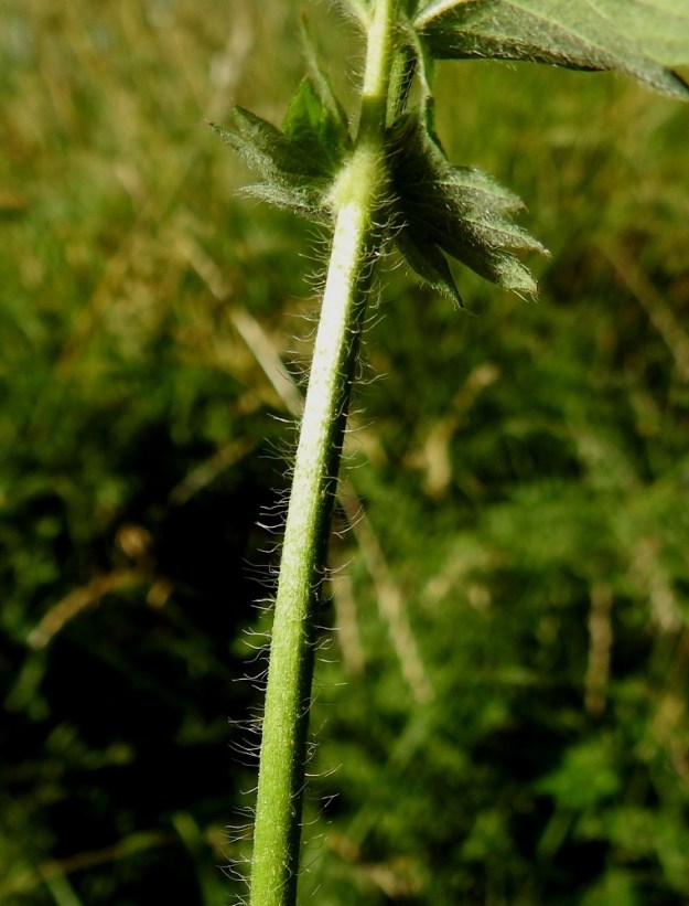Agrimonia eupatoria - maarianverijuuren varret ovat vihreät, liereät ja siirottavasti pehmeäkarvaiset sekä hyvin lyhyesti nystykarvaiset. Varsissa on kahdenlaisia hapsikarvoja, suoria, enimmillään noin 3 mm pitkiä sekä selvästi lyhyempiä ja kaarevia tai kähäriä. 10.7.2022. Copyright Hannu Kämäräinen.
