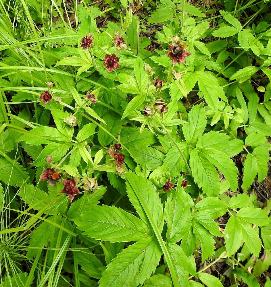 Comarum palustre - (suo)kurjenjalan kookkaat, punasävyiset ja siirottavat verholehdet täyttävät hyvin houkuttelutehtävänsä hyönteismaailmassa. Enimmillään 30 tai jopa 40 mm leveät kukat vetävät puoleensa mm. kimalaisia, muita pistiäisiä, kärpäsiä ja perhosia. EH, Hämeenlinna, Loimalahti, Hirsimäki, Menninkäisentien päästä lähtevän kevyenliikenteenväylän ja metsikössä kulkevan väylän risteyksen kohdalla olevan, pikkulammikon rannat, 4.7.2020. Copyright Hannu Kämäräinen.