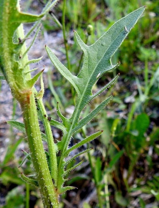 Crepis biennis - piennarkelton ylemmät varsilehdet ovat ruodittomat mutta eivät sepivät. Lehtien liuskaisuus vaihtelee, ja liuskat voivat olla kuvan lehden tavoin myös hyvin kapeat. Varret ja lehdet molemmin puolin ovat lyhyesti karheakarvaiset. 8.7.2024. Copyright Hannu Kämäräinen.