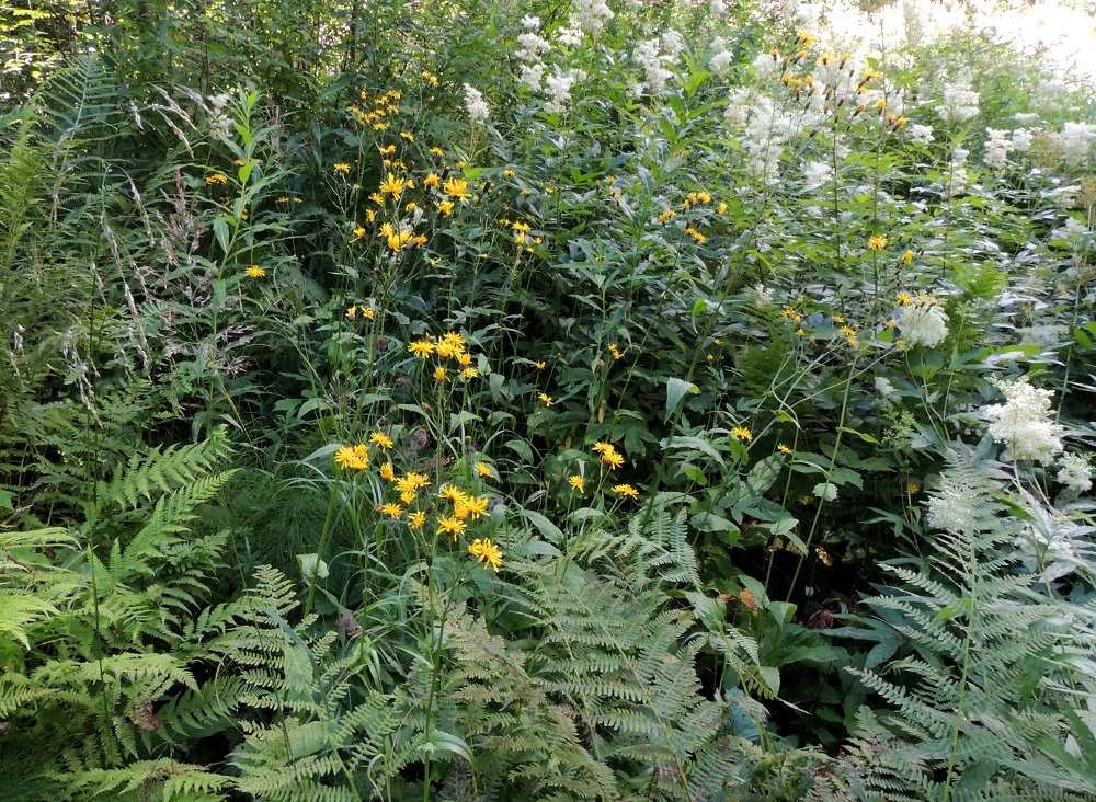 Crepis paludosa - suokeltto on Suomessa alkuperäinen laji ja kasvaa kaikissa eliömaakunnissa Inarin Lappia lukuun ottamatta. Se on pääasiassa yleinen etelästä päin Oulun Pohjanmaan ja Kainuun eliömaakuntiin saakka ja niiden pohjoispuolella harvinainen tai hyvin harvinainen. Kasvupaikkoina ovat lähinnä puronvarsilehdot, metsäkosteikot, lähteiköt ja lähdekorvet, letot ja lettokorvet sekä rantapensaikot. EH, Hämeenlinna, Idänpää, Papinniityn Saarenpäänkadun pohjoispäästä kohti Aulangonjärven eteläpäätä vievän metsätieuran varsi, Kihtersuo, puron varsi kosteapohjaisen sekametsän laidassa, 14.7.2016. Copyright Hannu Kämäräinen.