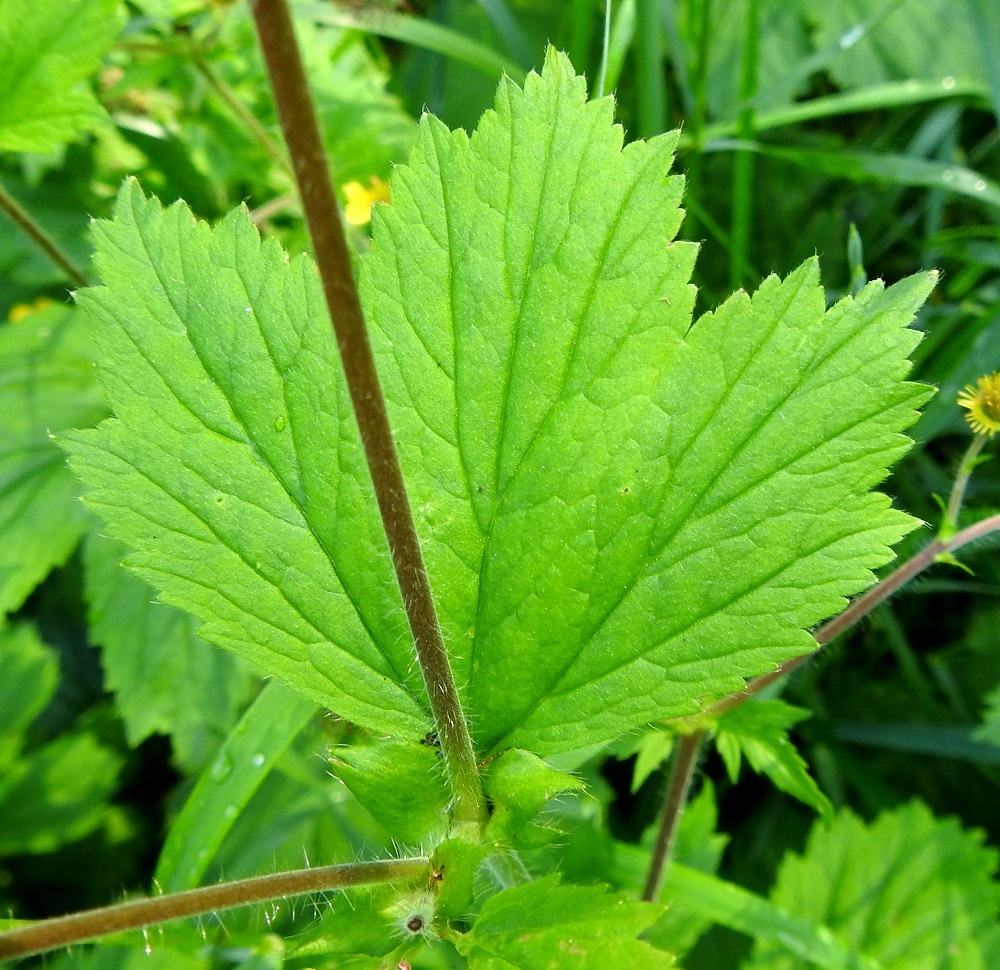 Geum macrophyllum - japaninkellukan kaikki lehdet ovat laidoiltaan epäsäännöllisesti ja erikokoisesti hampaiset sekä päältä myötäkarvaiset (karvoitus näkyy kuvassa huonosti). Varsilehtien korvakkeet ovat lähinnä puikeat, erityisesti kärkiosastaan kapealiuskaiset tai hampaiset ja laidoiltaan pitkäkarvaiset. Ne ovat useimmiten noin 0,5-2 cm pitkät ja leveimmältä kohtaa noin 0,5-1 cm leveät. 7.7.2023. Copyright Hannu Kämäräinen.