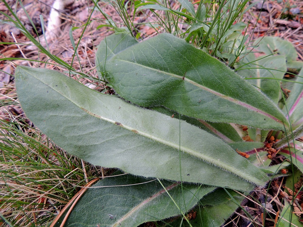 Hypochaeris maculata - (harju)häränsilmän ruusukelehdet ovat päältä vihreät, alta harmaanvihreät ja molemmin puolin vaalean karheakarvaiset. Ne ovat tavallisesti noin 7-25 cm pitkät ja leveimmältä kohtaa noin 2,5-6 cm leveät. EH, Pälkäne, keskustan luoteispuoli, Syrjänharju, harjun lakialue vesitornin luoteispuolella, 25.6.2013. Copyright Hannu Kämäräinen.