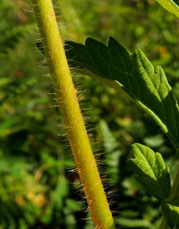 Agrimonia pilosa - idänverijuuren varret ovat vihreät tai kellanvihreät ja liereät sekä siirottavasti pehmeäkarvaiset ja hyvin lyhyesti nystykarvaiset. Varressa on vain yhdenlaisia hapsikarvoja, jotka ovat suoria ja enimmillään noin 3 mm pitkiä. 9.8.2015. Copyright Hannu Kämäräinen.