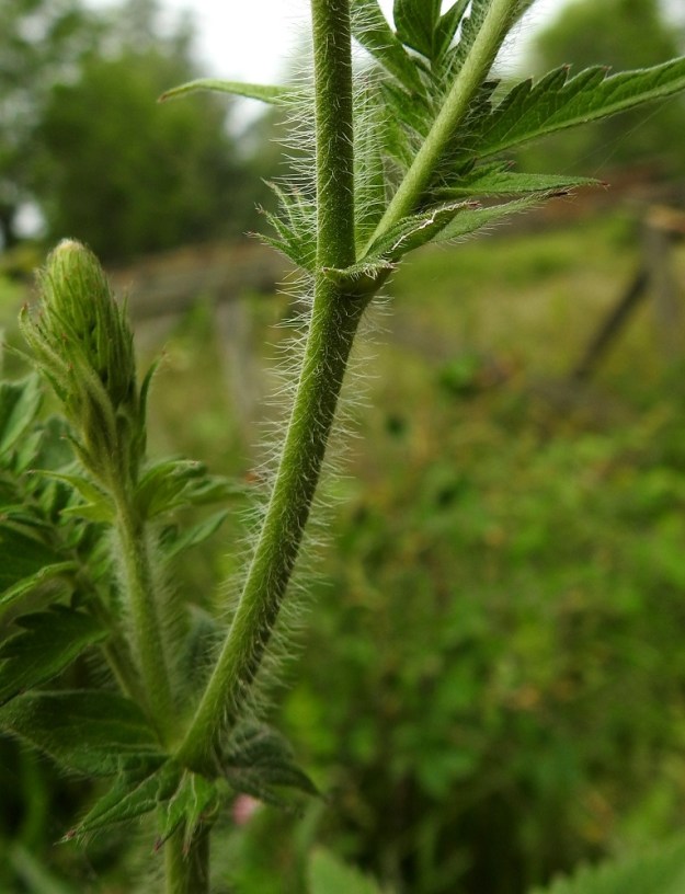 Agrimonia procera - tuoksuverijuuren varret haaroineen ovat vihreät ja liereät sekä siirottavasti pehmeäkarvaiset ja hyvin lyhyesti nystykarvaiset. Varressa on vain yhdenlaisia hapsikarvoja, jotka ovat suoria ja noin 2,5-3,5 mm pitkiä. 12.7.2017. Copyright Hannu Kämäräinen.
