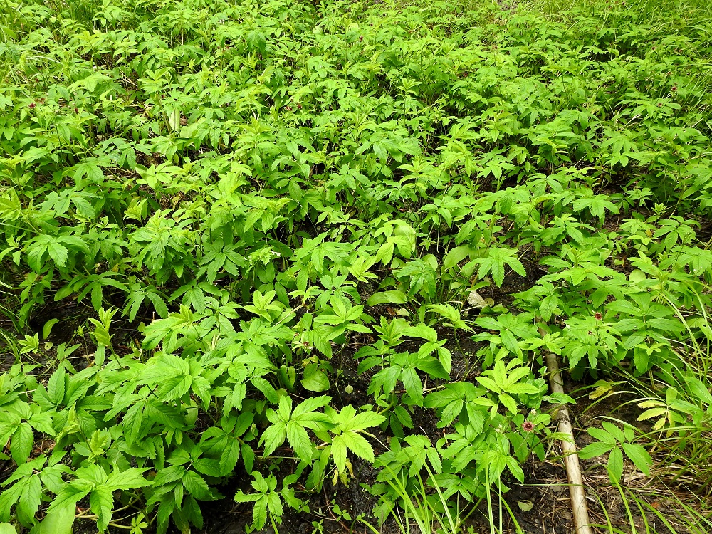 Comarum palustre - (suo)kurjenjalka on alkuperäinen laji Suomessa, ja sitä tavataan hyvin yleisenä kaikissa eliömaakunnissa. Kasvupaikkoina ovat lähinnä nevat, letot, luhdat, korvet ja ojat sekä erilaisten vesistöjen pehmeät rannat ja rantavedet. Sen suikertava, haarova ja puutuva maavarsisto muodostaa muutaman muun pioneerilajin kanssa tukiverkoston, jonka päälle ankkuroituvat vähitellen sammalet, saramättäät, suovarvut ja pensaat. Näin rantanevan reuna etenee ja umpeuttaa hiljalleen lampareita ja suolampia. EH, Hämeenlinna, Loimalahti, Hirsimäki, Menninkäisentien päästä lähtevän kevyenliikenteenväylän ja metsikössä kulkevan väylän risteyksen kohdalla olevan, pikkulammikon rannat, 4.7.2020. Copyright Hannu Kämäräinen.