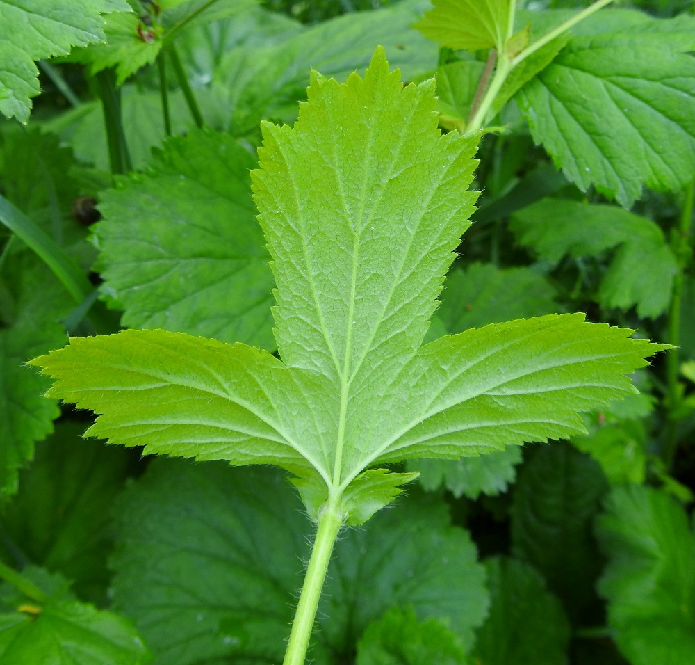 Geum macrophyllum - japaninkellukan lehdet ovat alta erityisesti suonia myöten karvaiset. 7.7.2023. Copyright Hannu Kämäräinen.