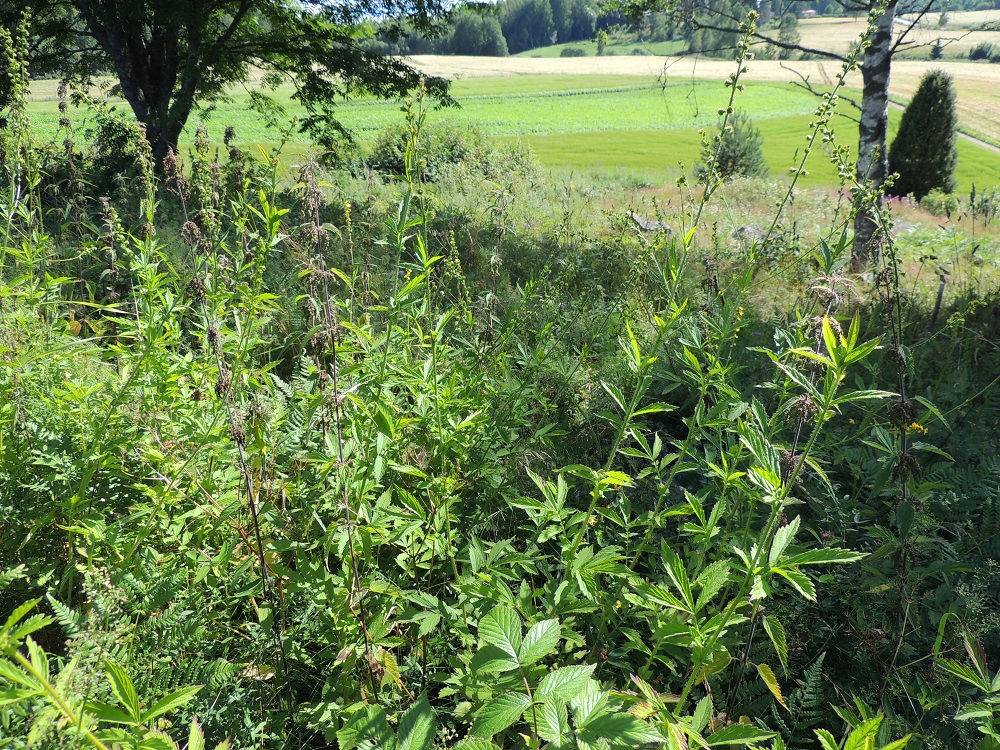 Agrimonia pilosa - idänverijuuri on Suomessa hyvin harvinainen muinaistulokas, joka on nykyisessä Suomessa aina rajoittunut vain Etelä-Hämeen eliömaakuntaan, jossa sillä on jäljellä noin 40 kasvupaikkaa, jotka voidaan ryhmitellä 12 esiintymäksi. Kulttuurin seuralaiskasvina sen kasvupaikkoina ovat lähinnä ahot, niityt, laitumet, valoisat metsänreunat, kylä- ja kärryteiden varret, peltoalueiden yms. pientareet sekä pihapiirit. Laji on rauhoitettu ja todettu erittäin uhanalaiseksi (EN). Se ei kasva muissa Pohjoismaissa. Lähimpänä nyky-Suomea sitä esiintyy Karjalan Kannaksella ja Laatokan Karjalassa. 9.8.2015. Copyright Hannu Kämäräinen.