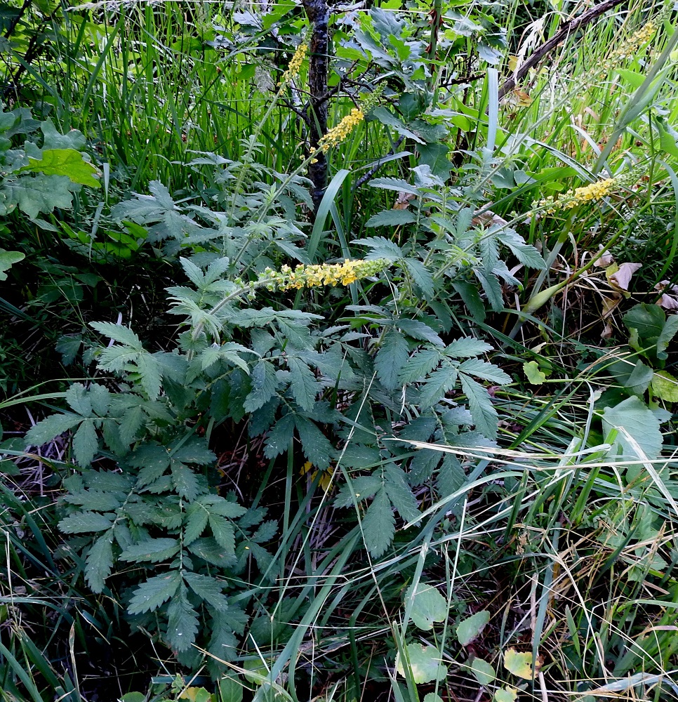 Agrimonia eupatoria - maarianverijuuri on monivuotinen, yksi- tai monivartinen ja pysty ruoho, joka on tavallisesti noin 30-120 cm korkea. Se on alkuperäinen ja yleinen laji Ahvenanmaan ja Varsinais-Suomen eliömaakunnissa sekä harvinainen muinaistulokas Uudenmaan, Satakunnan, Etelä-Hämeen ja Etelä-Savon eliömaakunnissa. A, Finström, Bastö, pohjoispää, Bastövägenin päätepisteestä itään lähtevän Ekuddsvägenin pikkutien laitaruohikko tien ja peltoalueen välissä, 13.7.2022. Koko kuvasarja on samalta kasvupaikalta. Copyright Hannu Kämäräinen.