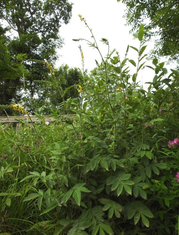 Agrimonia procera - tuoksuverijuuri on monivuotinen, yksi- tai monivartinen ja pysty ruoho, joka on tavallisesti noin 40-150 cm korkea. Se on Suomessa muinaistulokas ja yleisehkö Ahvenanmaan ja erittäin harvinainen Varsinais-Suomen ja Uudenmaan eliömaakunnissa. Kasvupaikkoina ovat lähinnä lehdot, lehtoniityt, laitumet ja kedot sekä tienvarret ja erilaiset pientareet. Laji on kalkinsuosija. A, Lemland, Järsö, Häggsuddeniin vievän Lillbörkövägenin pikkutien laitaruohikko rantalaitumen aidan vieressä, Söderfjärdenin pitkän, kiemuraisen merenlahden pohjoispään kohdalla. 12.7.2017. Koko kuvasarja on samalta kasvupaikalta. Copyright Hannu Kämäräinen.