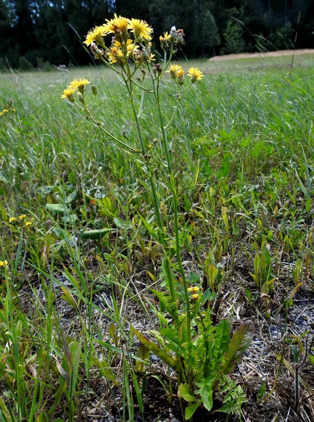 Crepis biennis - piennarkeltto on kaksivuotinen, pysty ja yleensä yläosastaan haarova ruoho, joka on tavallisesti noin 50-100 cm korkea. U, Nurmijärvi, Klaukkala, Järvihaka, Tiiranranta-tien laiteet ja tien viereinen niittyalue, joilla lähes 400 m:n matkalla, 8.7.2024. Koko kuvasarja on samalta kasvualueelta. Copyright Hannu Kämäräinen.