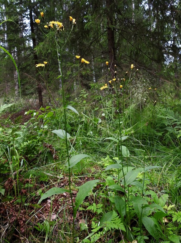 Crepis paludosa - suokeltto on monivuotinen, maitiaisnesteinen, pysty ja kukintoon saakka haaraton sekä tavallisesti noin 40-90 cm korkea ruoho. EH, Hämeenlinna, Majalahti, Hirsimäki, Näsiäntien ja maakaasulinjan välinen sekametsä, keväällä vetinen, kesällä osittain kuivuva metsäalue, 3.7.2024. Ellei toisin mainita, kuvat ovat tältä samalta kasvupaikalta. Copyright Hannu Kämäräinen.