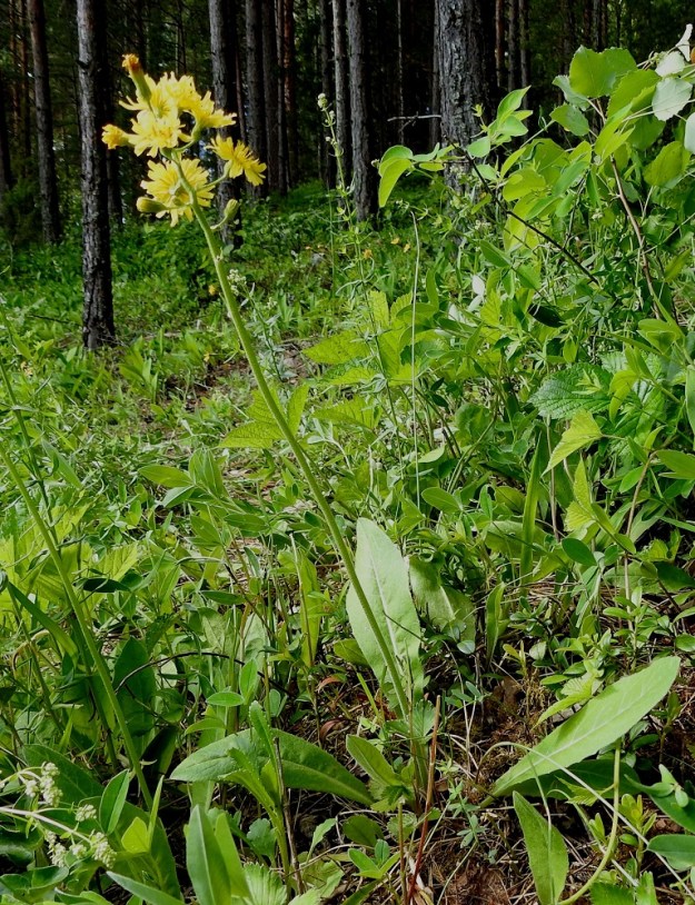 Crepis praemorsa - vanakeltto on monivuotinen, yleensä pysty ja tavallisesti noin 30-50 cm korkea ruoho ja haaraton vanakasvi. Vana on yksittäinen ja lehdetön. EH, Hämeenlinna, Pullerinmäki, Ahvenistonharju, harjumetsärinteessä olevan aukon ruohottunut metsäpohja, 7.6.2024. Koko kuvasarja on samalta kasvupaikalta. Copyright Hannu Kämäräinen.