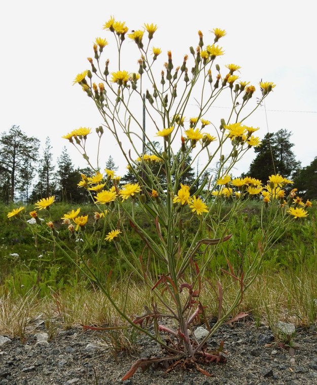 Crepis tectorum subsp. tectorum - kallioketokeltto on yksi- tai kaksivuotinen ja usein tyvestä alkaen haarova. Paahteisella paikalla kasvavissa yksilöissä lehdet voivat saada punaisen sävyn. PeP, Kemi, Ajos, Mäntynokka, Ajoksentien viereisen kevyenliikenteenväylän piennar lähellä Jatulintien risteystä, 4.7.2018. Copyright Hannu Kämäräinen.