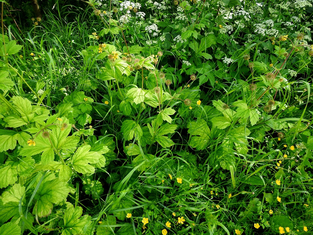 Geum macrophyllum - japaninkellukka on monivuotinen, yksi- tai monivartinen ja pysty ruoho, joka on tavallisesti noin 40-100 cm korkea. Lehdet ovat laajat ja huomiota herättävän helakanvihreät. U, Helsinki, Laajasalo, Tahvonlahti-merenlahden koillispuoli, Mellinintien kohdalla, pitkin rantametsää kulkevan kävelytien laide, jonne saapunut alueelle tuodun täyttömaan mukana, 24.6.2024. Koko kuvasarja on samalta kasvupaikalta. Copyright Hannu Kämäräinen.