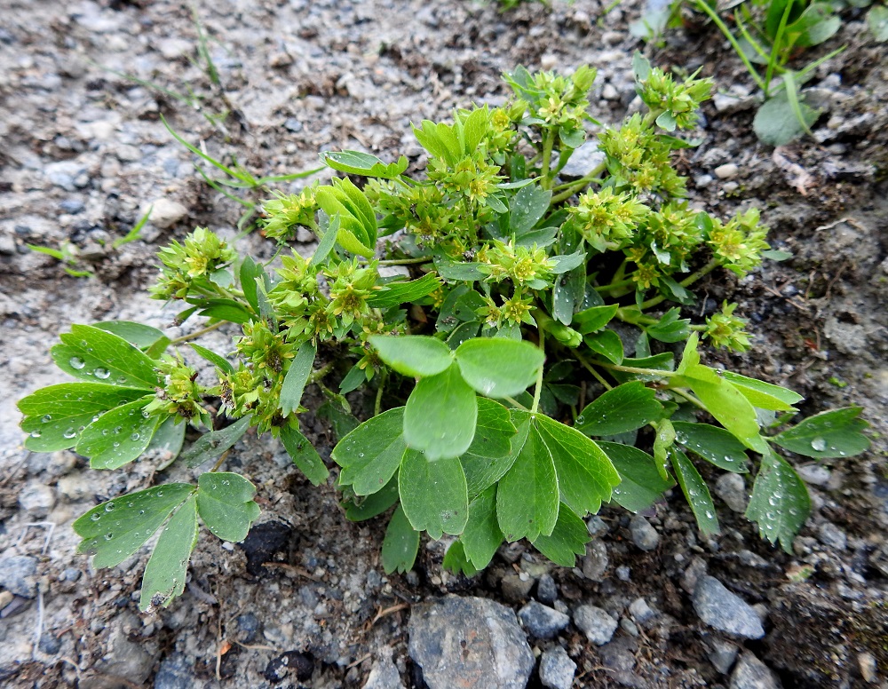 Sibbaldia procumbens - tunturinärvänä on monivuotinen, ruusukelehtinen ja monivartinen ruoho, joka on tavallisesti noin 3-10 cm korkea. Sen puutunut, paksu, vaakasuoraan suikertava ja haarova juurakko synnyttää pieniä kasvustolaikkuja. Suojaisemmalla ja kalkkipitoisella rinteellä kasvusto näyttää jopa rehevältä. EnL, Enontekiö, Kilpisjärvi, Mallan luonnonpuisto, Pikku-Mallan kivikkoinen, rapautuva koillisrinne Kilpisjärven pohjoispään tasalla, 675 m mpy, 19.7.2023. Copyright Hannu Kämäräinen.